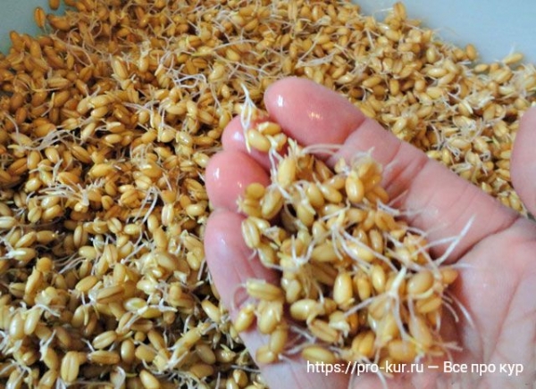 Как правильно прорастить пшеницу для кур-несушек