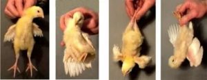 Как определить пол цыпленка - эффективные и проверенные методы