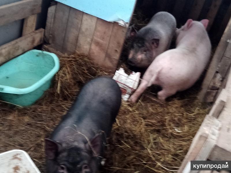Все о разведении, содержании и кормлении вьетнамских вислобрюхих свиней