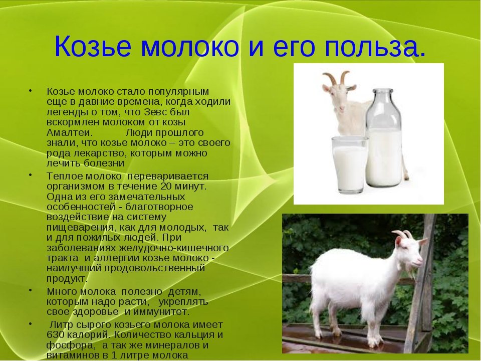 Альпийские козы (36 фото): описание и общая характеристика породы. сколько она дает молока? допустимые отклонения в окрасе козлят