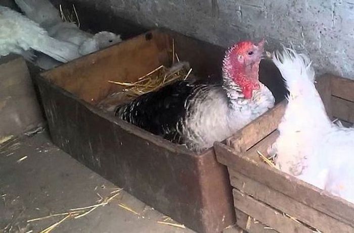 Сколько дней курице сидеть и высиживать яйца до появления цыплят