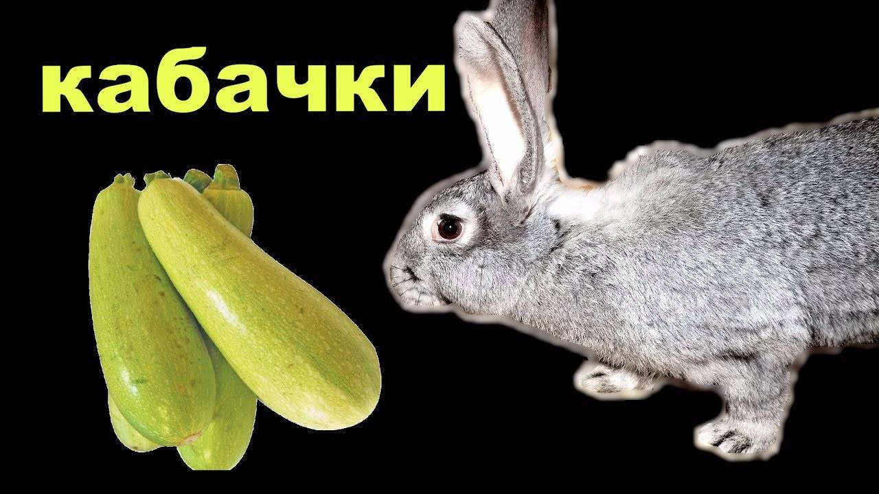 Можно ли кормить кроликов горохом, его стручками и ботвой