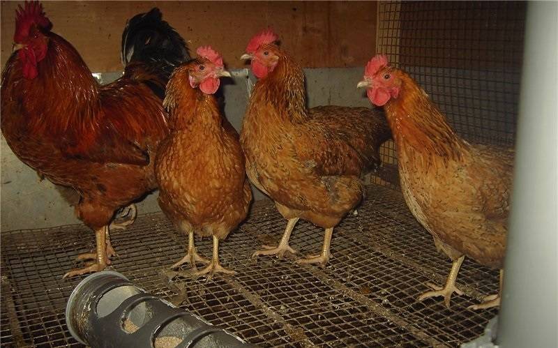 Куры родонит (27 фото): описание породы несушек, внешний вид цыплят, отзывы владельцев