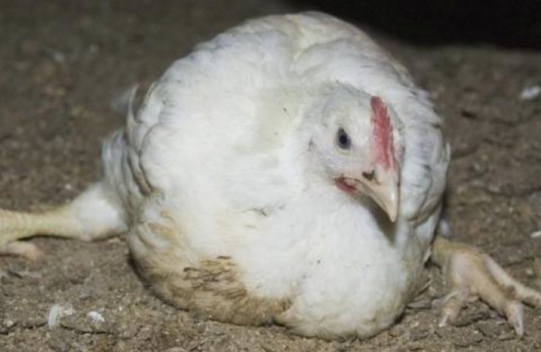 Болезни цыплят в возрасте от 1 до 60 дней, симптомы и лечение