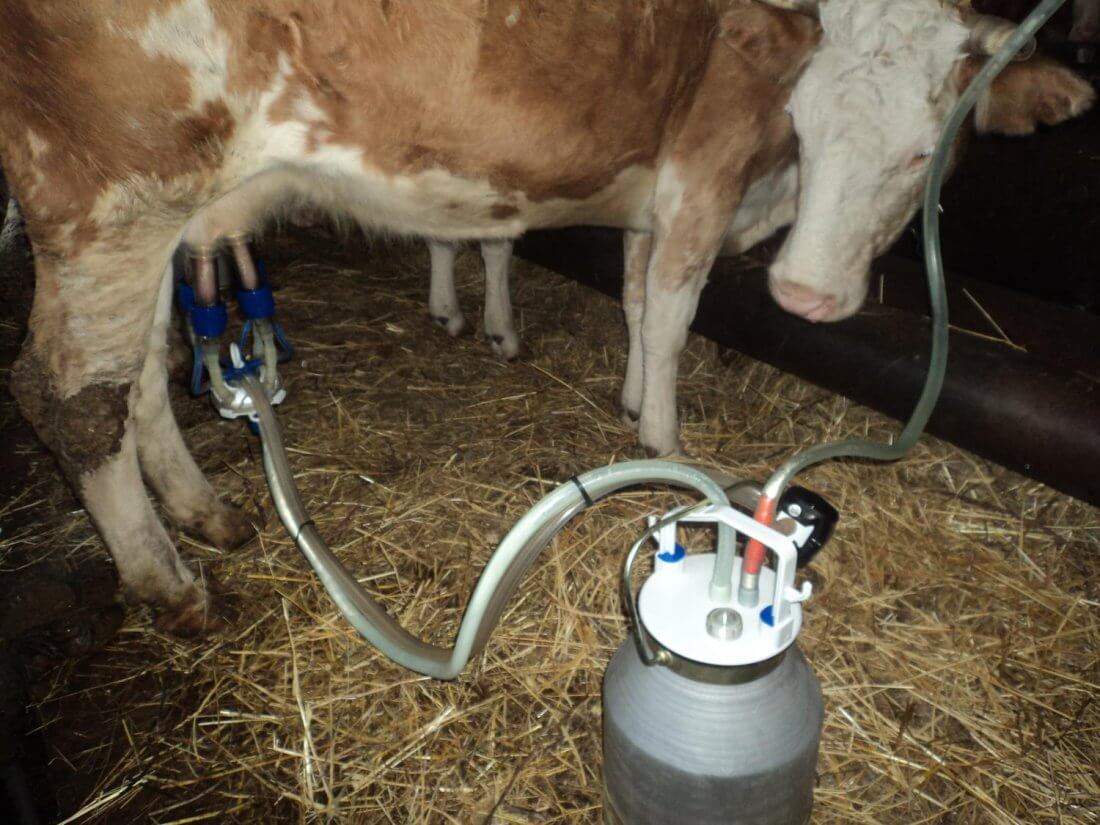 Как доить корову: технология и что будет если не доить
