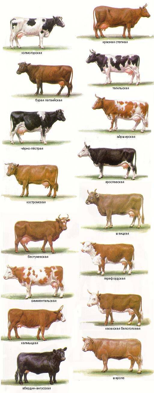 Молочные породы коров — 7 популярных видов для россии