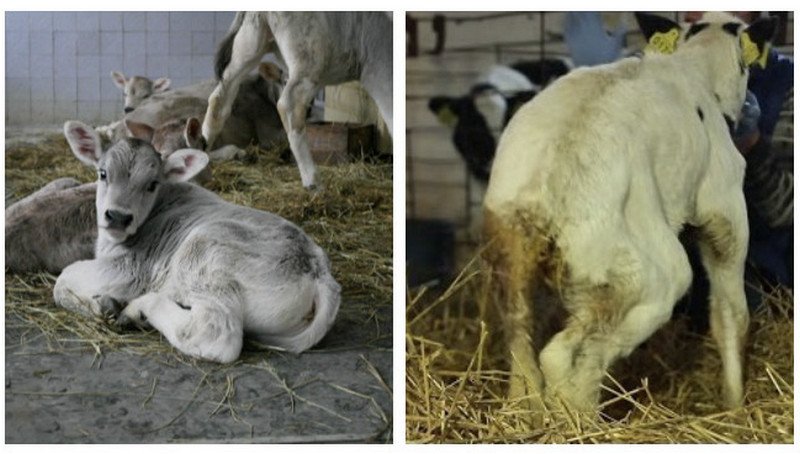 Лейкоз у коров: как передается, симптомы, чем опасен, лечение
