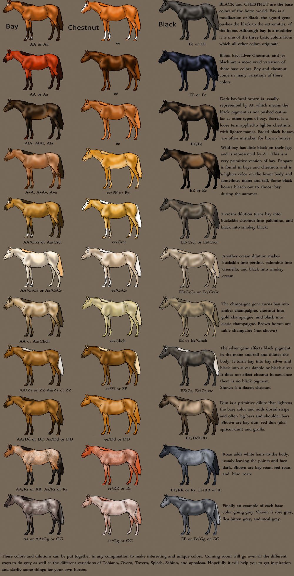 Лошади кладрубской породы: история, описание, особенности | мои лошадки