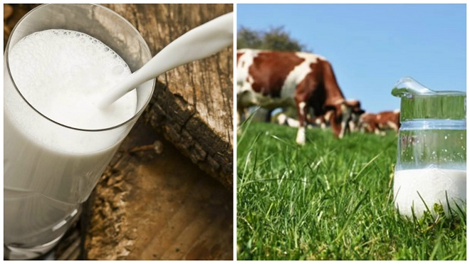 Почему коровье молоко становится горьким, причины изменения вкуса напитка