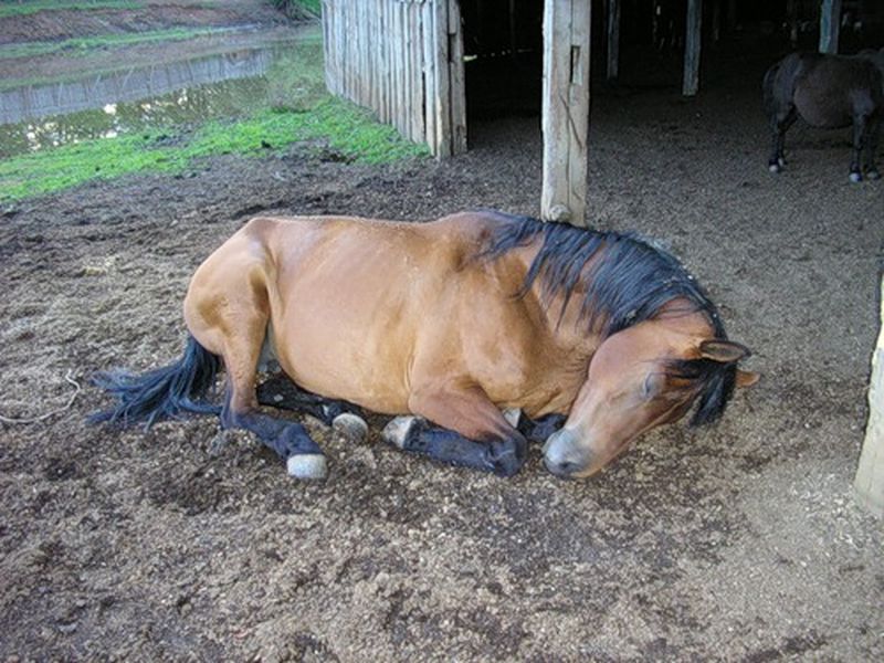 Лошадь спит: особенности и длительность, положение стоя и лежа на боку, признаки спящего животного и причины