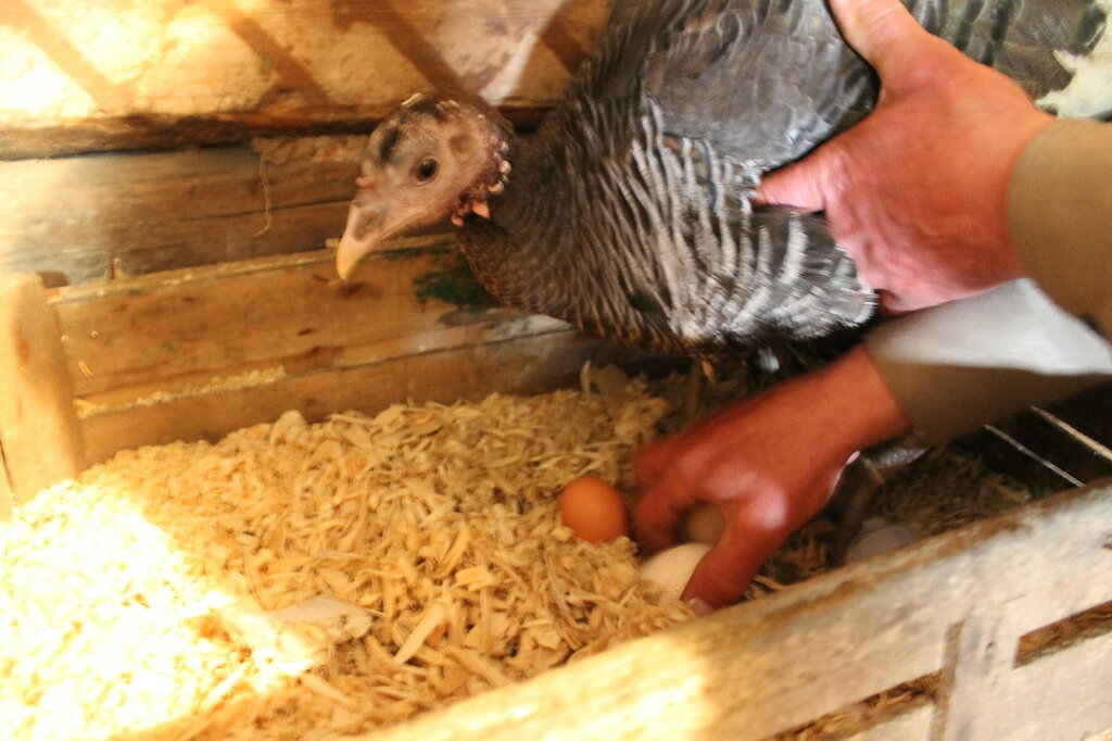 Сколько дней курице сидеть и высиживать яйца до появления цыплят