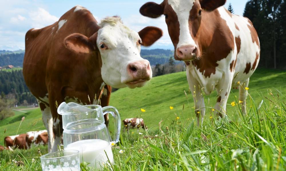 Почему молоко у коровы издаёт неприятный запах?