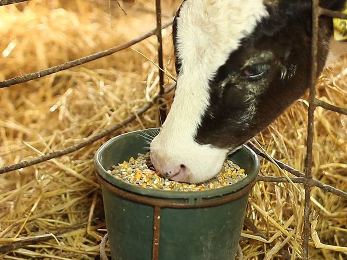 У коровы пропало молоко: причины и методы решения