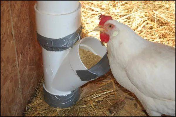 Поилка для цыплят своими руками: обзор моделей и пошаговые инструкции