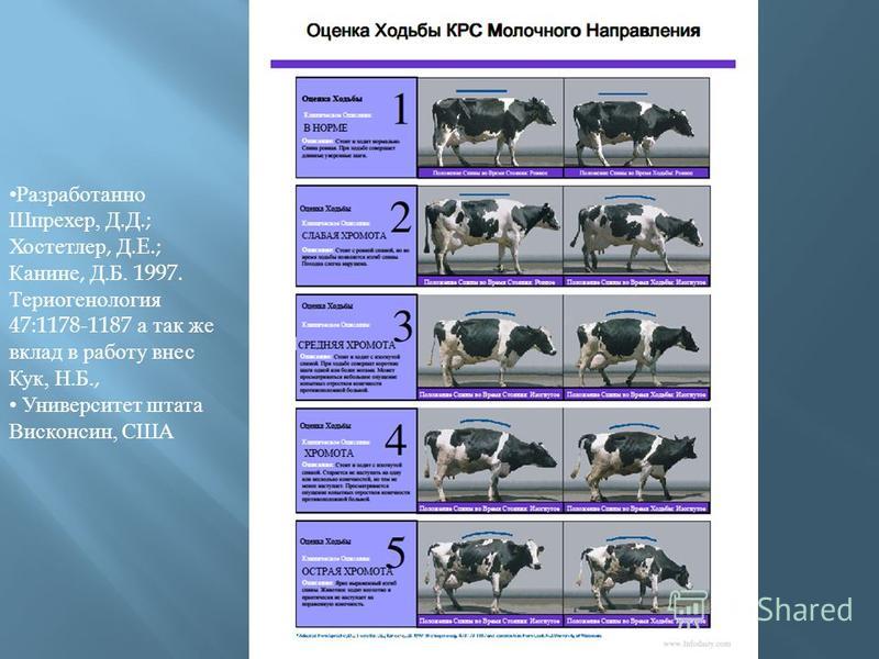 Лечение болезней копыт у коров: основные рекомендации, правила профилактики