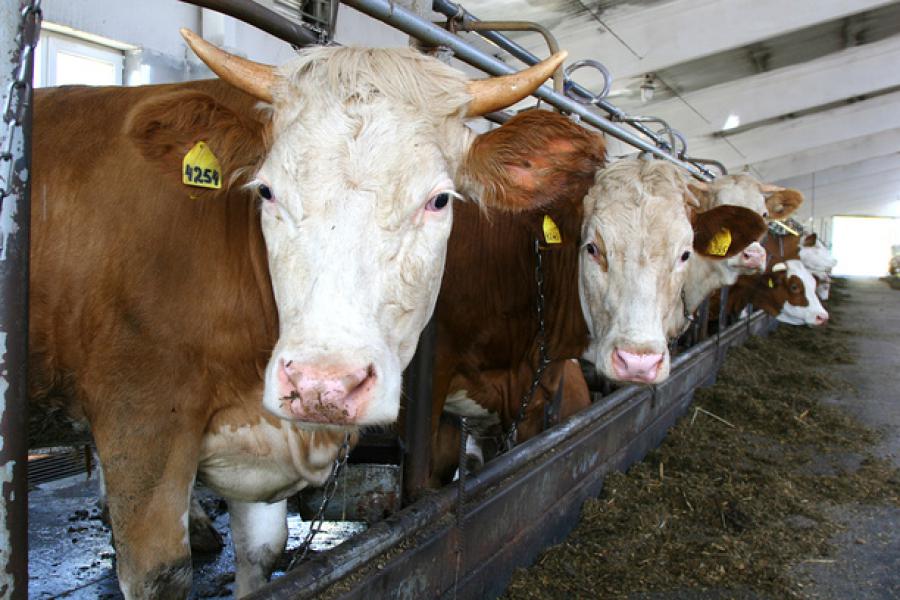 Разведение крупного рогатого скота: особенности и перспективы — cельхозпортал