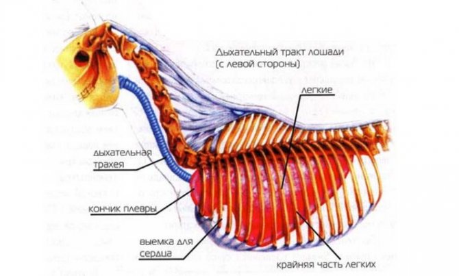 Рассматриваем анатомию лошади: подробное описание и фото