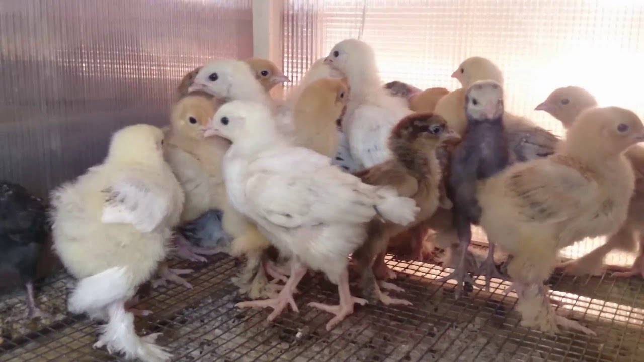 Почему дохнут цыплята. птенцы садятся на лапы и не едят: что делать