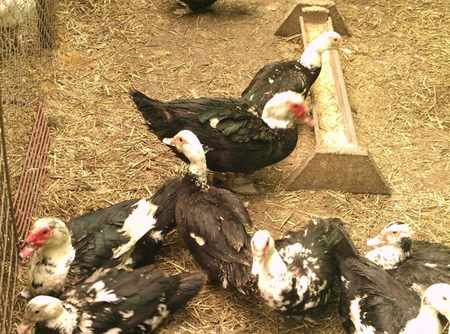 Чем кормить индоуток - рацион птиц на разных этапах жизни