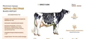 Костромская порода коров: харакетристика и описание