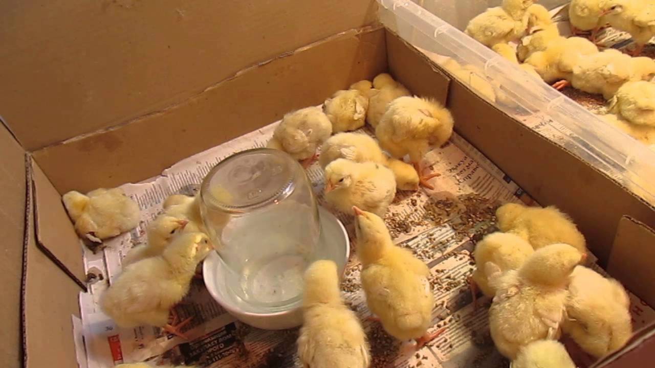 Кормление цыплят с первых дней — правила, инструкция по уходу