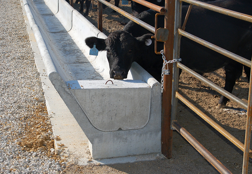 Корова в домашних условиях - пошаговая инструкция по выращиванию для начинающих
