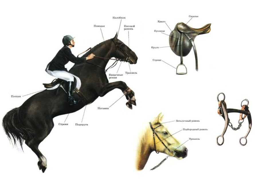 Седло для лошади: самые популярные версии и современные модификации