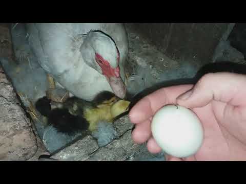 Когда индоутки начинают нести яйца?