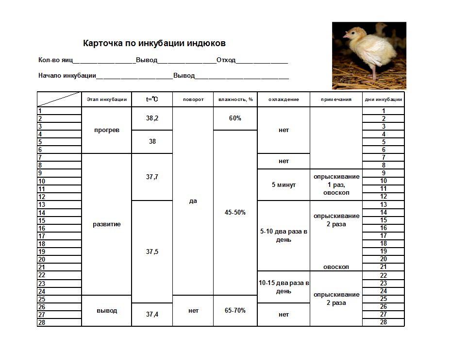 Инкубация фазаньих яиц: режим в домашних условиях и температура, срок, а также таблица
