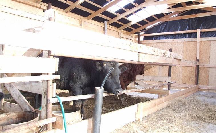 Сарай для быков (33 фото): размер стойла и особенности строительства своими руками, как сделать загон для выгула, как построить удобный хлев