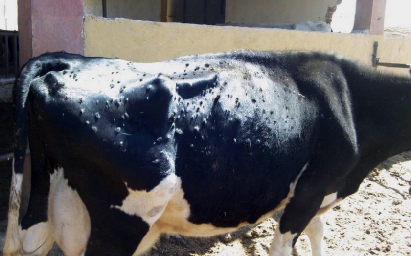 Лейкоз крови у коров можно ли пить молоко