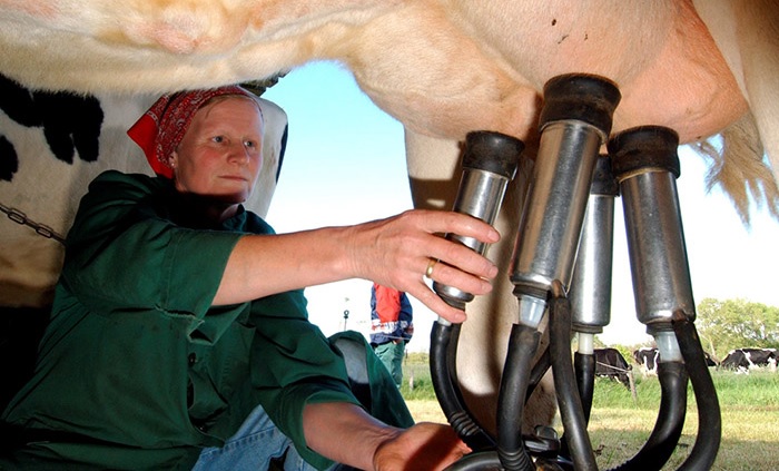 Как правильно доить корову: основные способы и техники