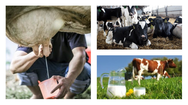 Почему горчит молоко у коровы: причины и что делать