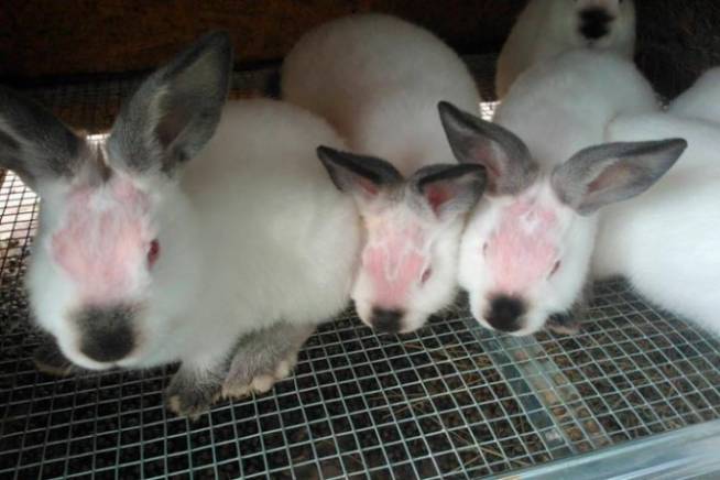 Выявление и лечение хейлетиоза у кроликов