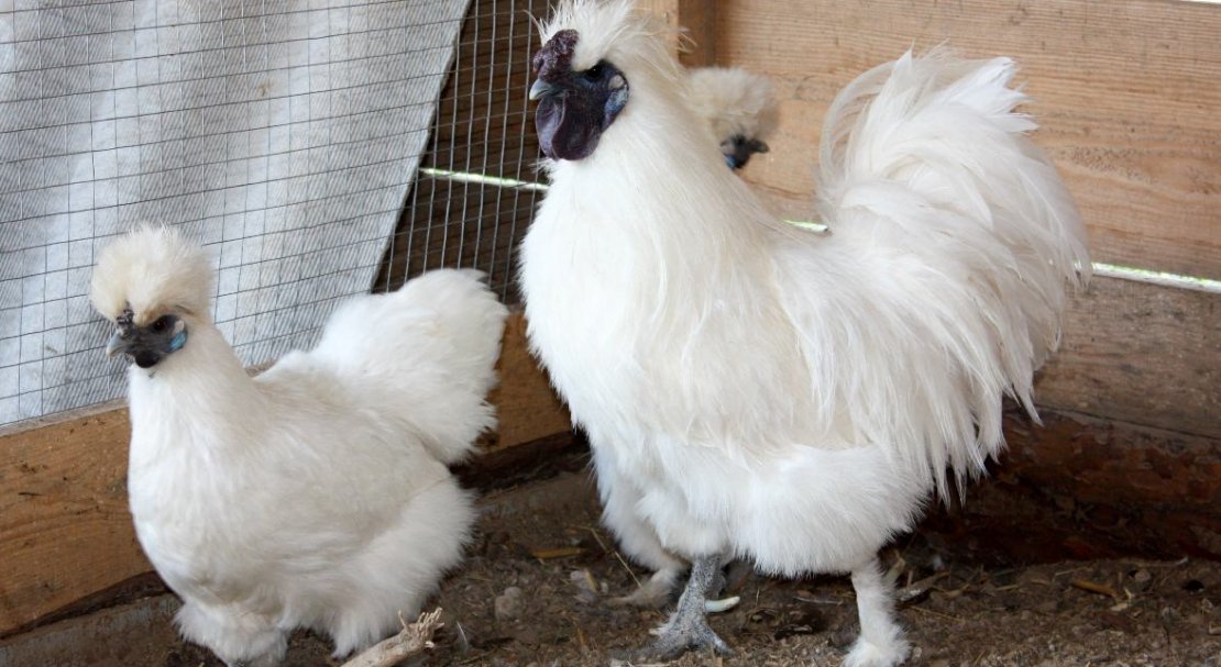 Китайская шелковая курица - стоит ли разводить в домашних условиях