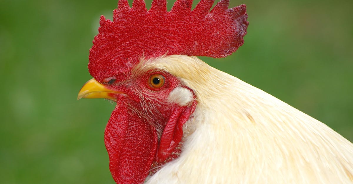 Почему у курицы гребешок в белых пятнах