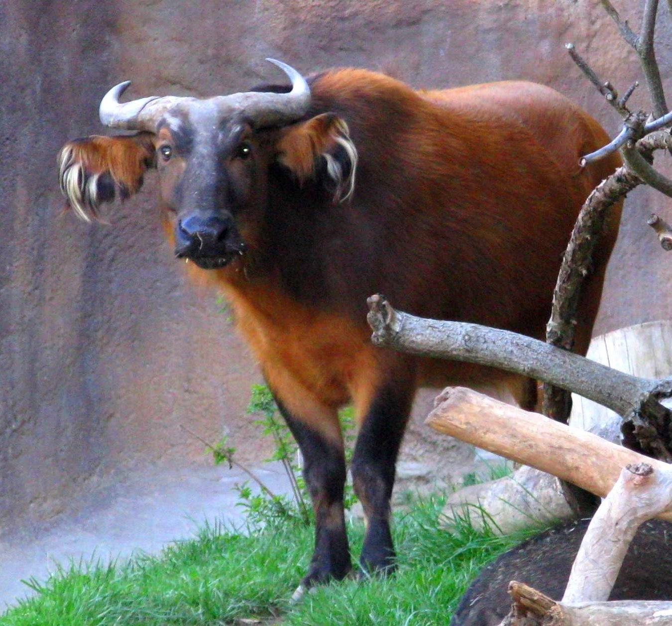 Уникальное животное среди буйволов: карликовый буйвол