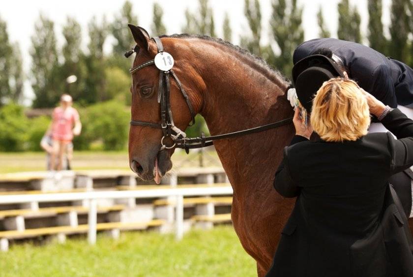 Как обучить лошадь верховой езде: план, физическая подготовка, индивидуальный подход