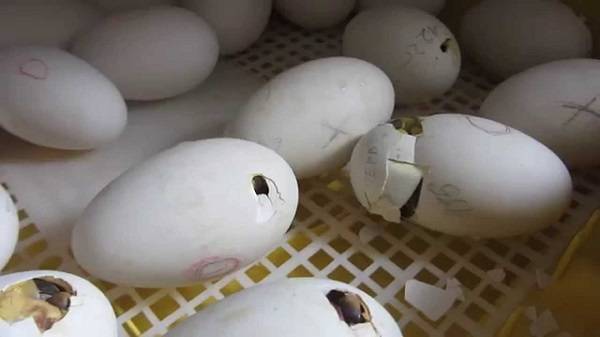 Сколько дней гуси высиживают яйца: как посадить