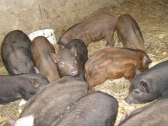 Кармалы — порода свиней, описание и характеристика породы