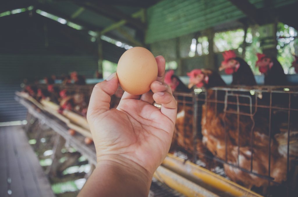 У несушек мелкие яйца — причины и что делать, как кур кормить