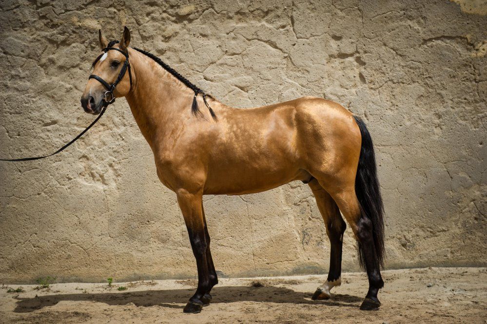 Об андалузской лошади: испанская порода лошадей, описание, характеристики