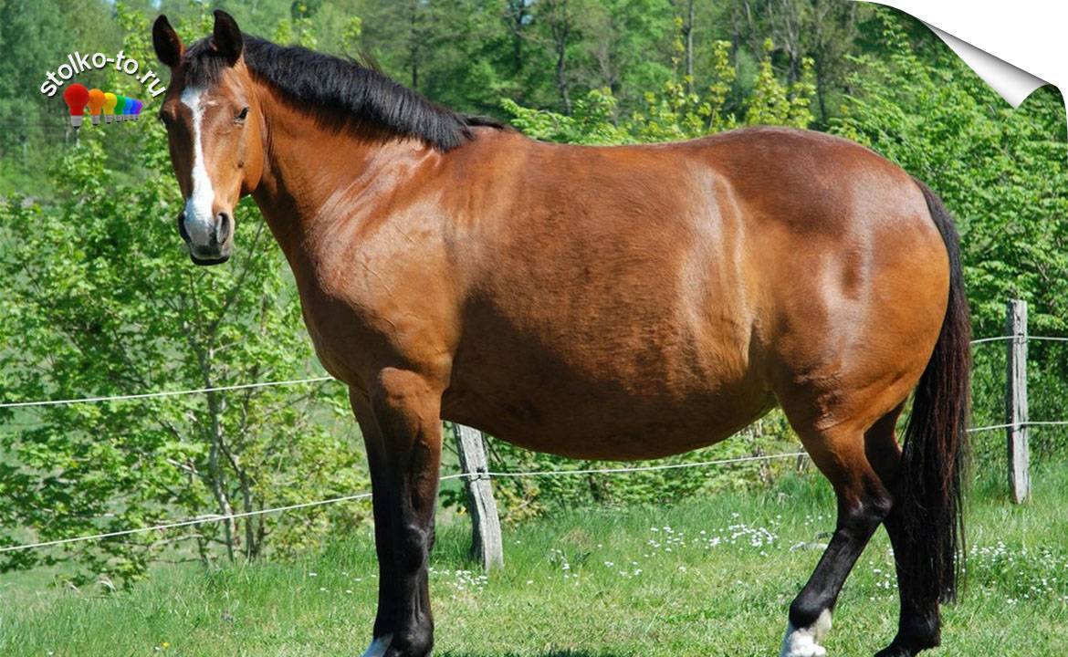 Сколько весит лошадь? средние годы жизни