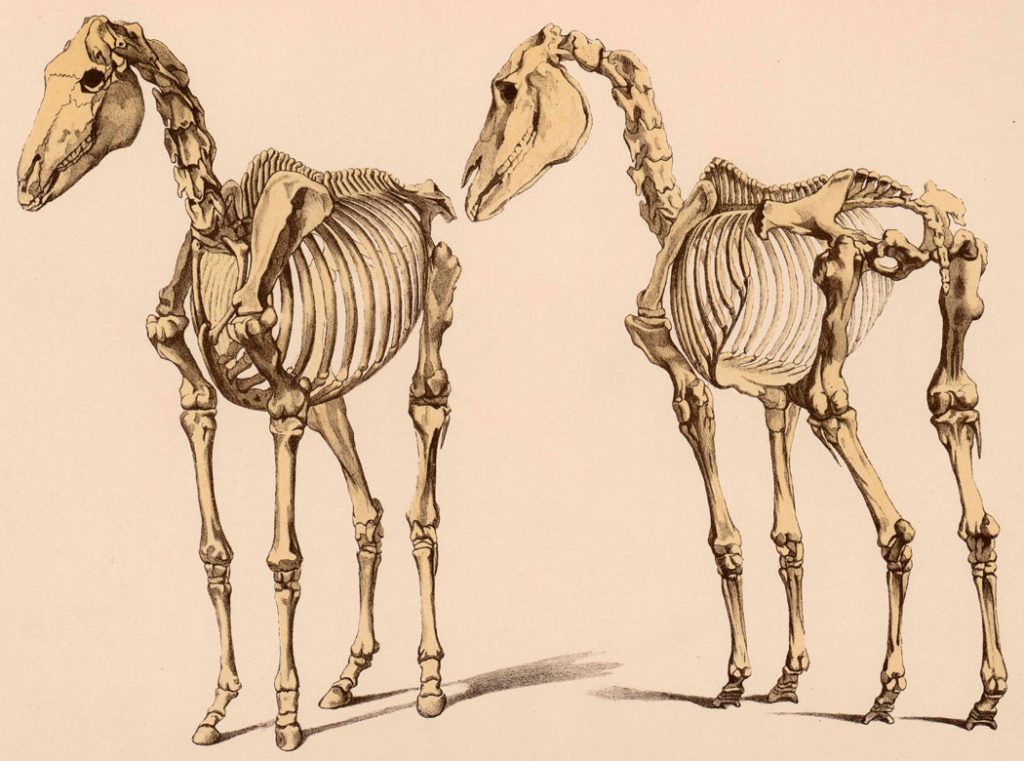ᐉ скелет лошади: особенности строения, внутренние органы - zooon.ru