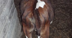Вздутие живота (тимпания рубца) у теленка или коровы: причины и лечение