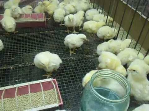 Комбикорма для цыплят бройлеров: рецепты готовых и домашних кормов