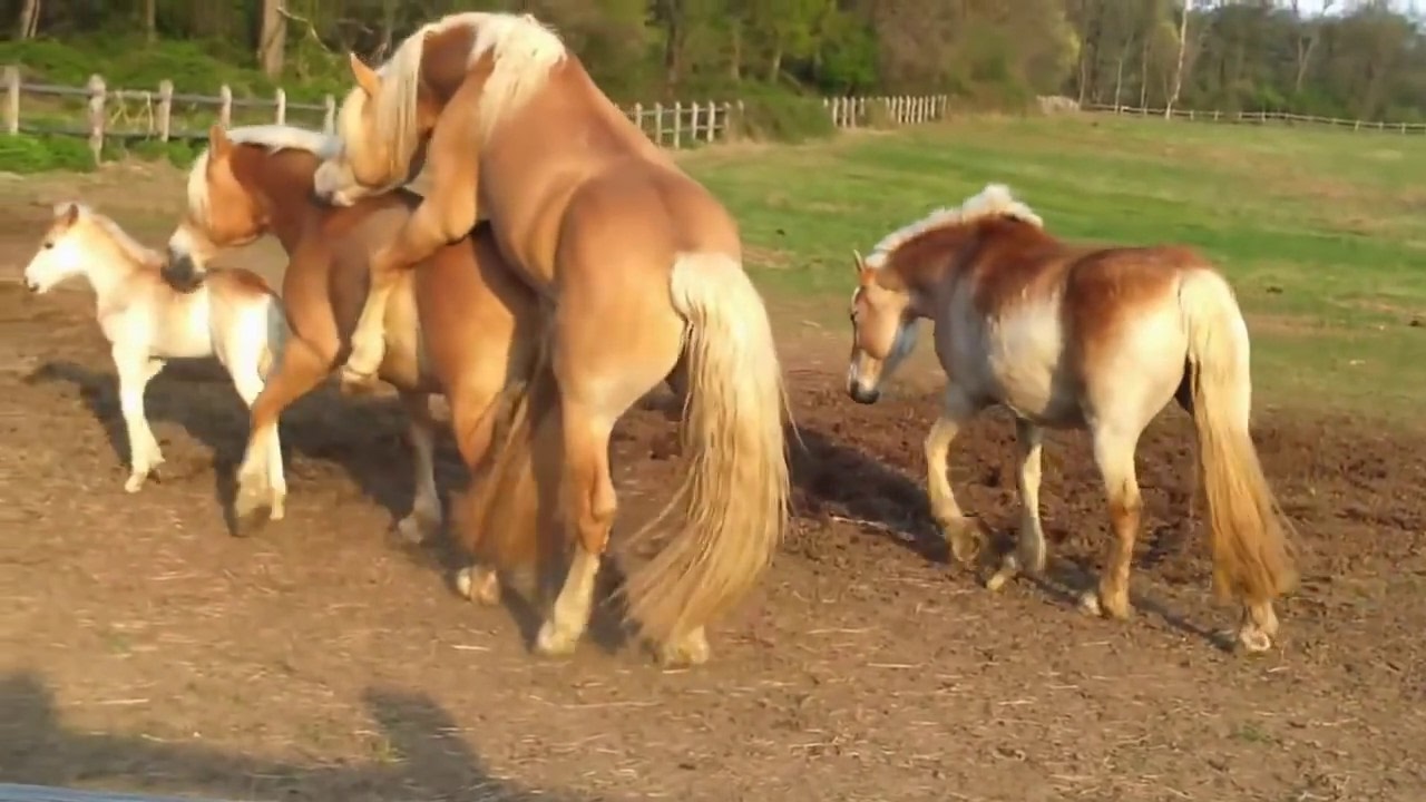 Как спариваются лошади?