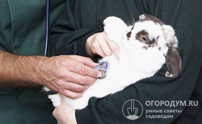 Что делать при поносе у кроликов и как его предотвратить