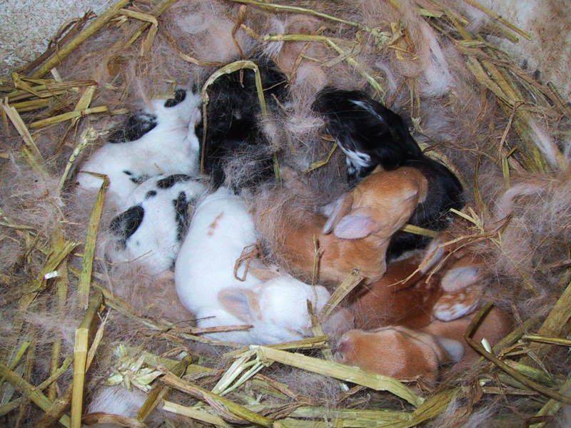 Окрол или роды крольчихи: как определить и сколько длится беременность у кроликов