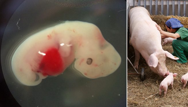 Сколько раз в год свинья рожает - о беременности